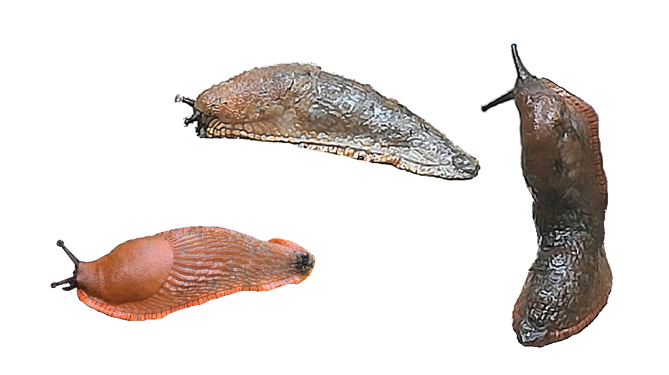 Nacktschnecke