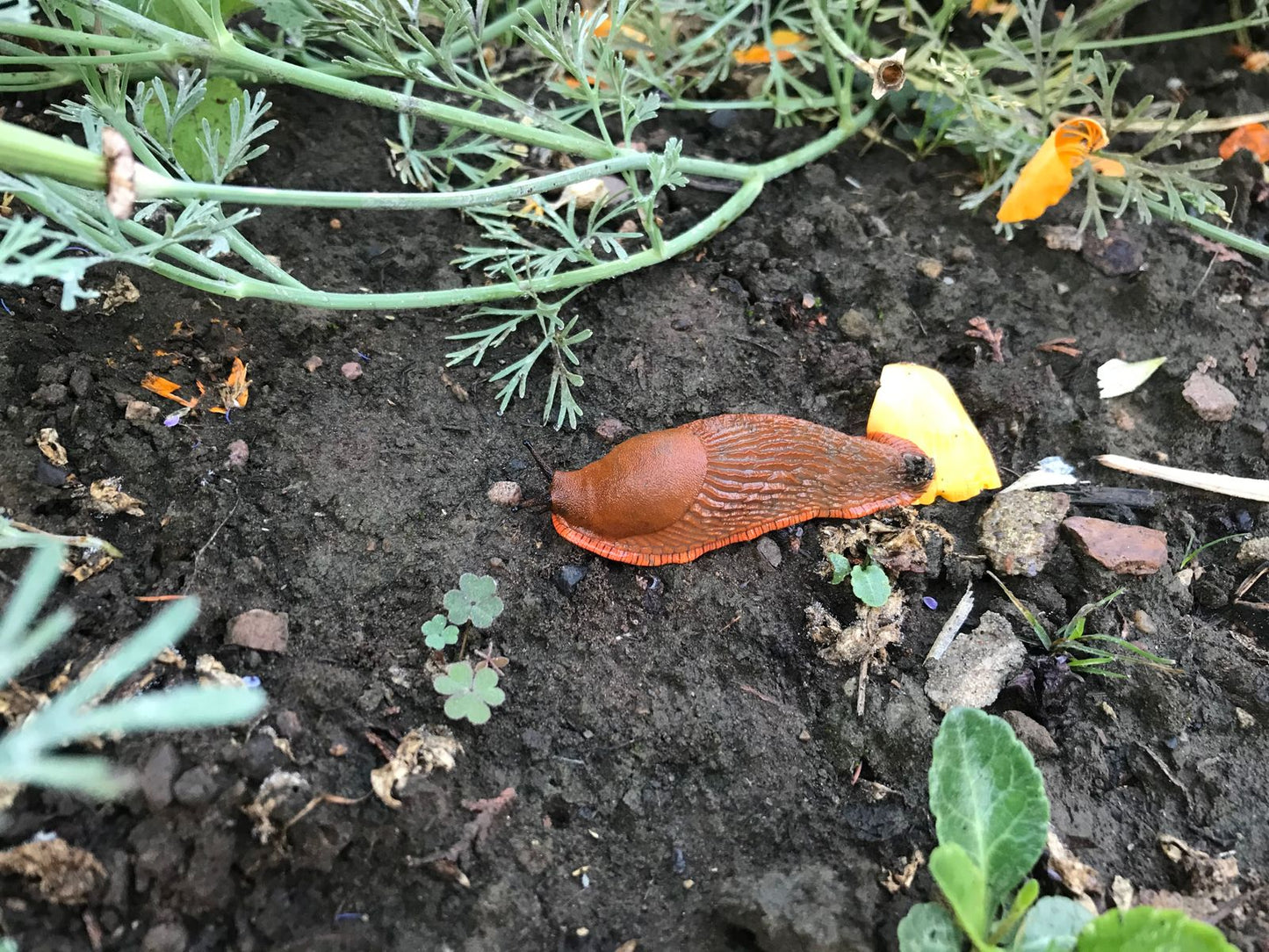 Nacktschnecke