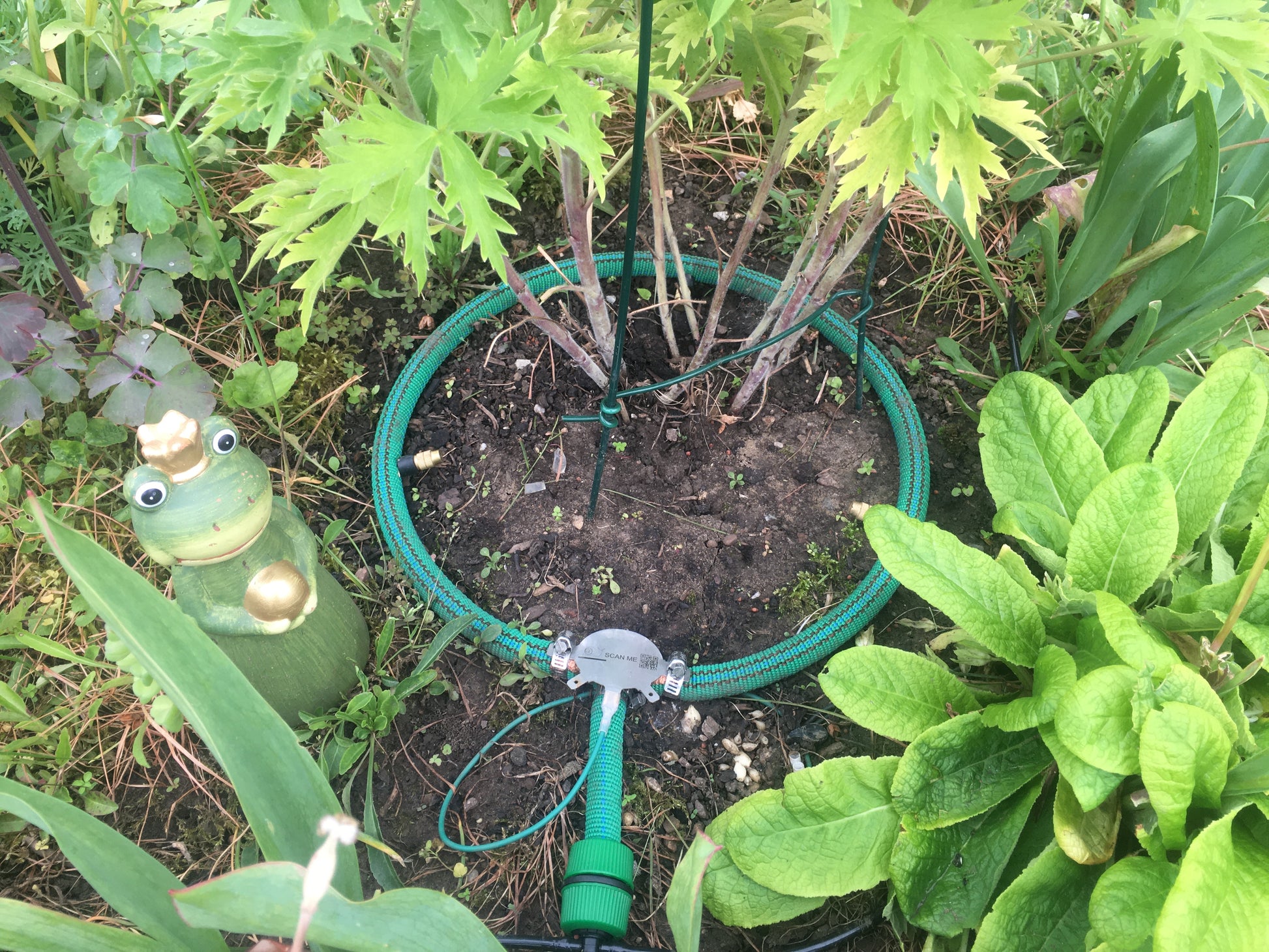 Bewässerung mit Srühdüsen am Rittersporn