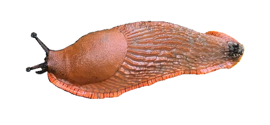 Nacktschnecke